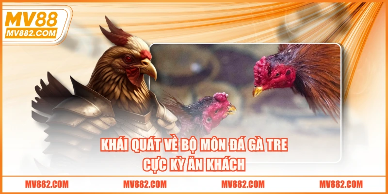 Khái quát về bộ môn đá gà tre cực kỳ ăn khách